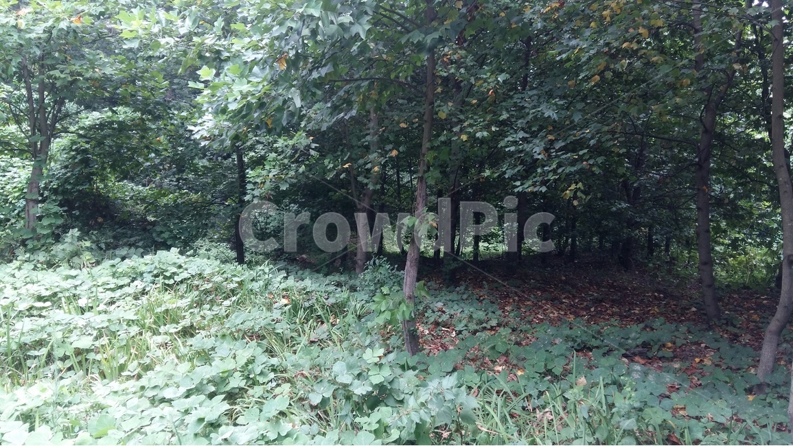나무,자연,숲,풍경,산책,자연,풍경,nature,landscape,tree,plant,식물