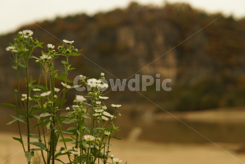 꽃,흰꽃,절벽배경,하회마을꽃,잡초,plant