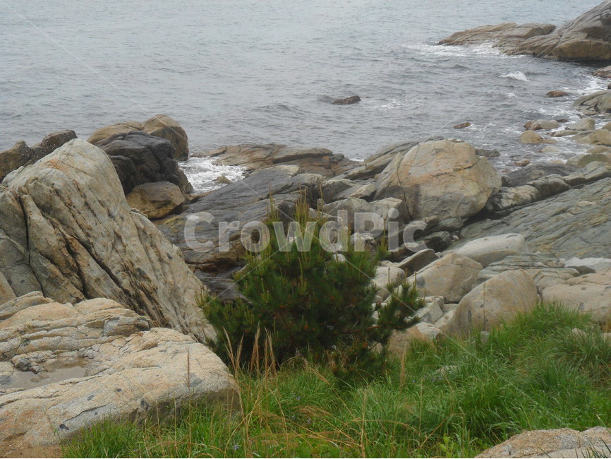 바다,나무,바위,tree,식물,plants,자연,풍경,nature,landscape,한국자연풍경,한국자연경관,korea nature landscape,promontory,곶
