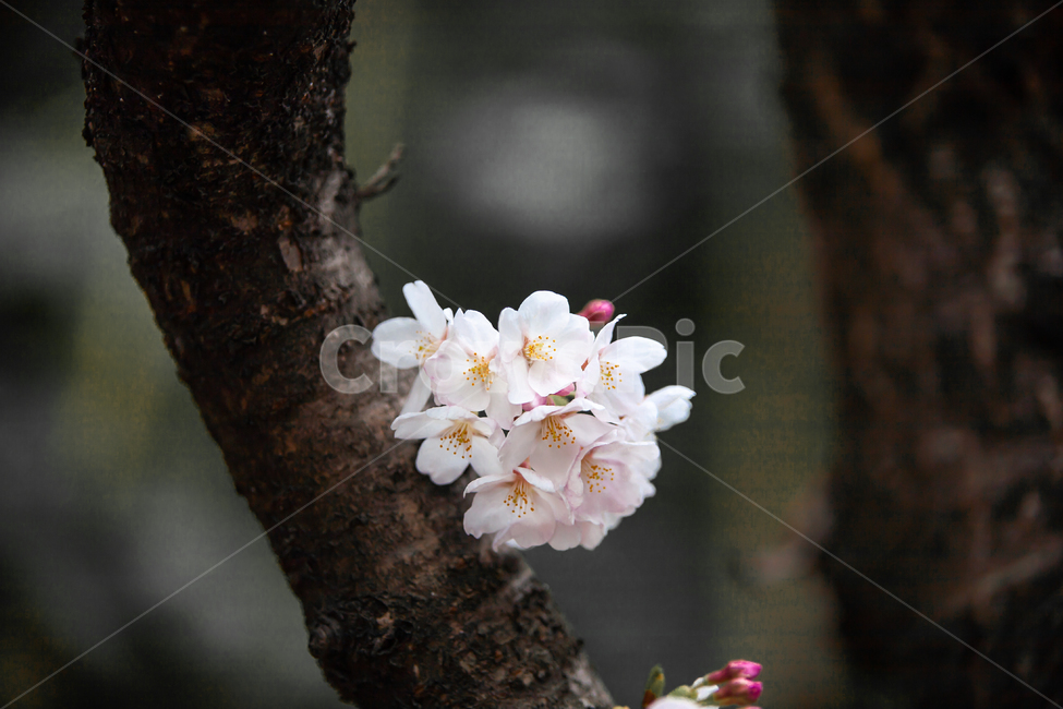 벚나무,분홍색,핑크,개화,만개,벚꽃축제,계절,springseason,자연,plants,natureflower,plantblossomcherry,blossom,벚꽃,봄,봄꽃,꽃,아름다운,식물,체리블라썸,사쿠라꽃잎,나무,나뭇가지,봄,계절,spring,season