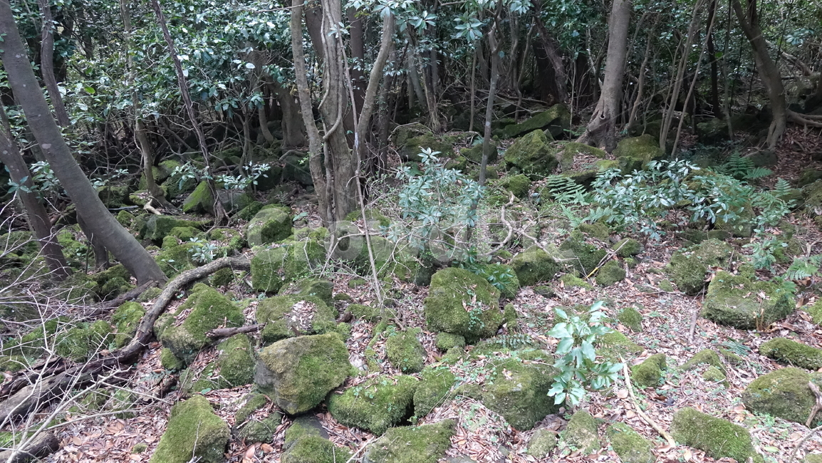 제주도,거문오름,오름,자연,nature,숲,forest,수풀,나무,tree,jeju,jejuisland,green,비자림