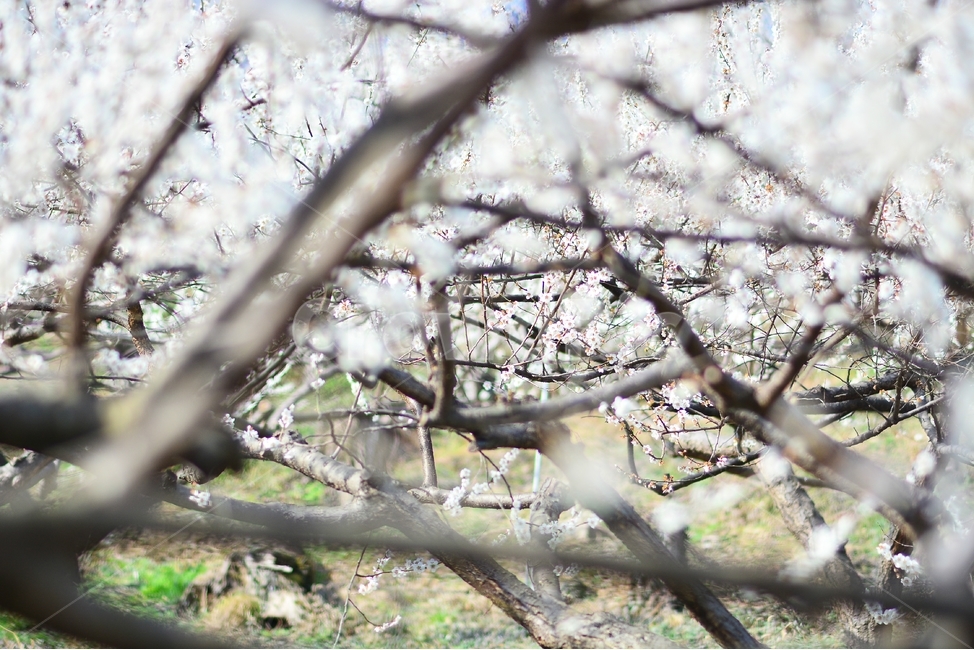 섬진강,섬진강기행,기행,남도,전라도,일상,시골,사진,여행,정취,느낌,파스텔톤,파스텔,매화꽃,흰색,매화,청매농원,청매원,청매실농원,청매화농원,매화축제,매화꽃축제,섬진강축제,축제,매화마을,광양,전남광양,전남,새싹,봄,식물,자연,plants,nature,계절,spring,season,꽃,flower,정자,한국전통,한국문화,koreantraditional,koreanculture,나들이,오후,데일리,감성,새로움,변화,배경,화사한,봄꽃,시안,광고,디자인,카다로그,뉴스레터,잡지,홍보,햇빛,눈부시다,눈부신,봄날씨,벌,꿀벌,honeybee,bee,봄,계절,spring,season,식물,자연,plants,nature,꽃,flower,plant