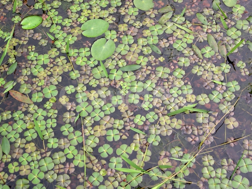 연못,식물,잎,자연,배경,빽그라운드,background,nature,패턴,디자인,식물,자연,plants,nature