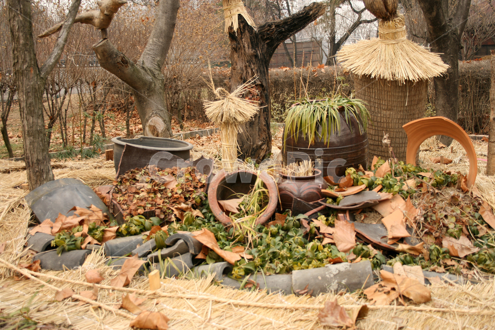 겨울,짚,나무,공원,식물,winnter,겨울,계절,winter,season,한국전통,한국문화,korean traditional,korean culture