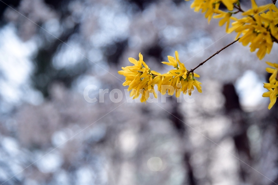 개나리,꽃,봄,식물,자연,plant,노랑,벗꽃
