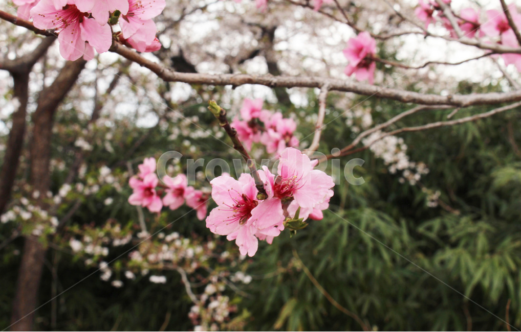 분홍벚꽃,벚꽃,꽃,분홍빛,봄,분홍색