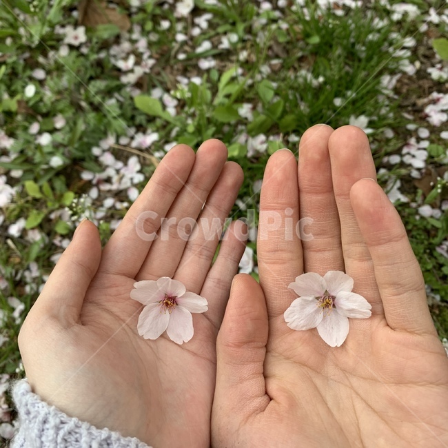 벚꽃,꽃,커플,손,풀,봄,계절,spring,season,꽃,flower,plant,식물,blossom,petal,꽃잎