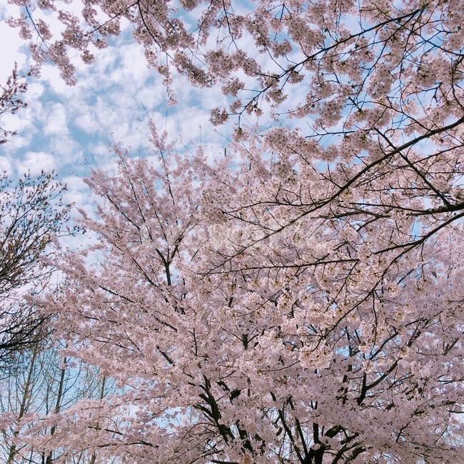봄,봄꽃,벚꽃,맑은하늘,spring,cherryblossom,sky,cloud