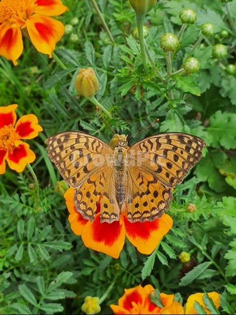 나비,꽃,식물,금잔화,메리골드,식물,자연,plants,nature,꽃,flower,곤충,벌레,insect,bug