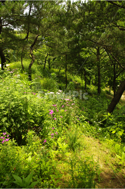 꽃,식물,flower,color,nature,자연,숲,자연,풍경,nature,landscape,plant,tree,나무