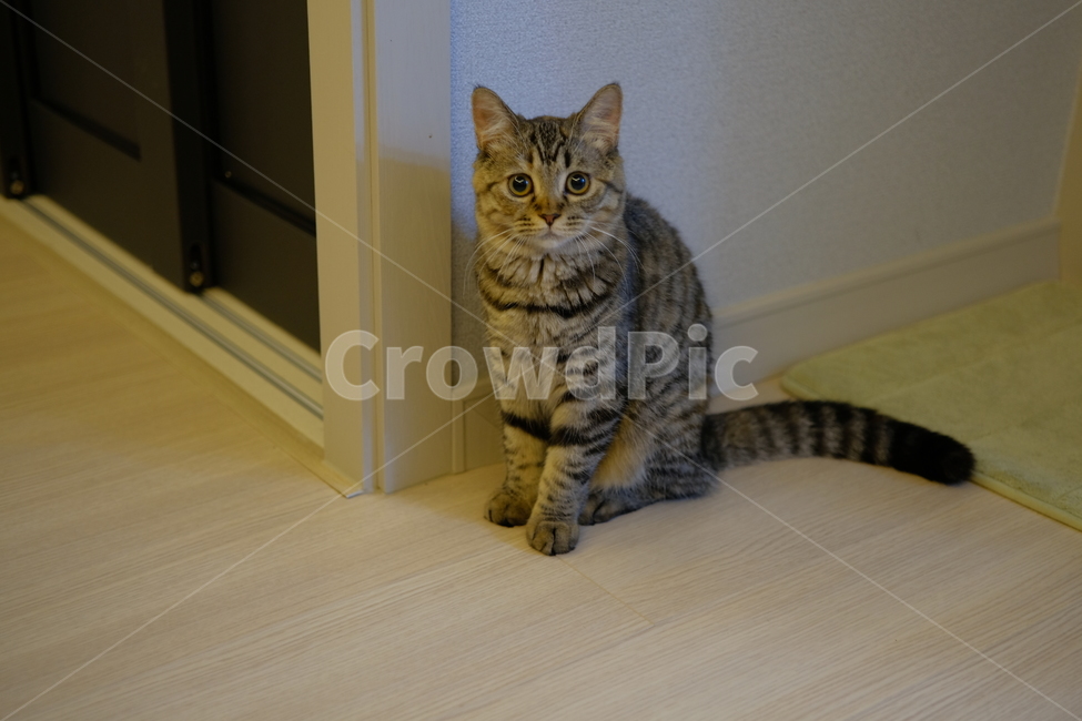 고양이,반려동물,cat,스코티쉬스트레이트,코리아숏헤어,동물,animal,포유류,mammal,고양이,cat,kitten,kitty