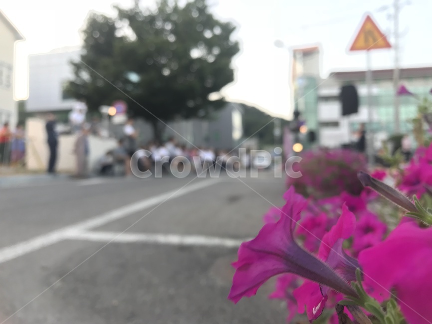해질녘,노을,풍경,꽃,꽃풍경,진달래,진달레,꽃배경,식물,자연,plants,nature,꽃,flower