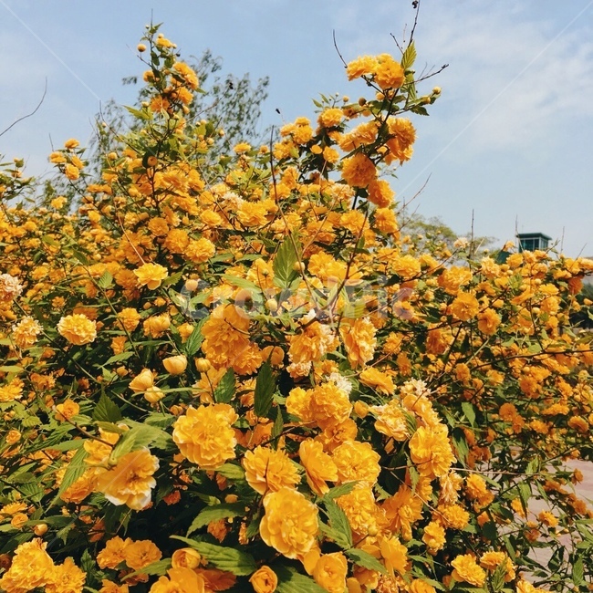 꽃,꽃나무,봄,노란꽃,plant,식물,자연,flower
