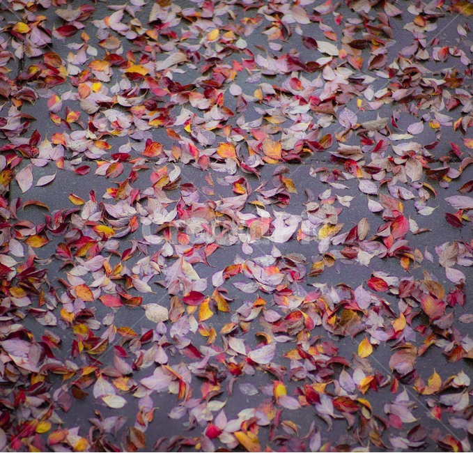 색종이조각,비온뒤,낙엽,추억,가을,fall,잎,leaf