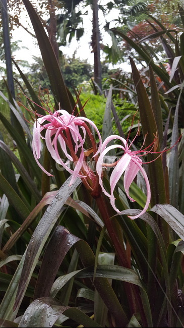 orchid,열대식물,tropical,보라난초,열대공원,plant,해외,외국,싱가포르,singapore,공원,park,열대,난초