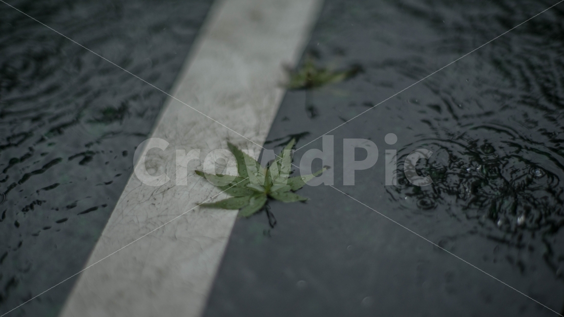 단풍잎,비,쓸쓸함,외톨이,장마,식물,자연,plants,nature,비,비오는날,rain,rainy,감성,sensible,feeling