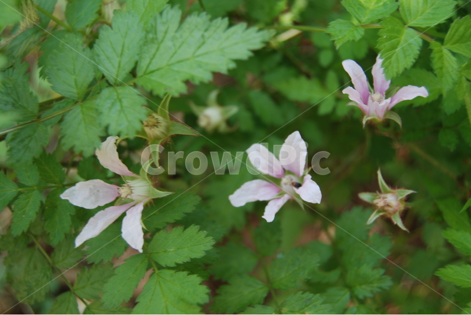 객산,웨례둘레길,봄,야생화,탐방로,식물,자연,plants,nature,꽃,flower
