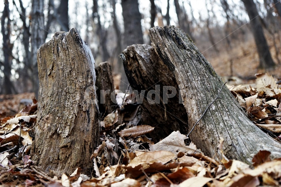 겨울산행,계절,잎,마른잎,낙엽,고목,나무,trees,wood