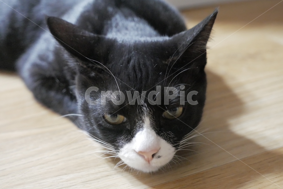 고양이,개냥이,동물,표정,얼굴,귀여운,동물,animal,포유류,mammal,고양이,cat,kitten,kitty