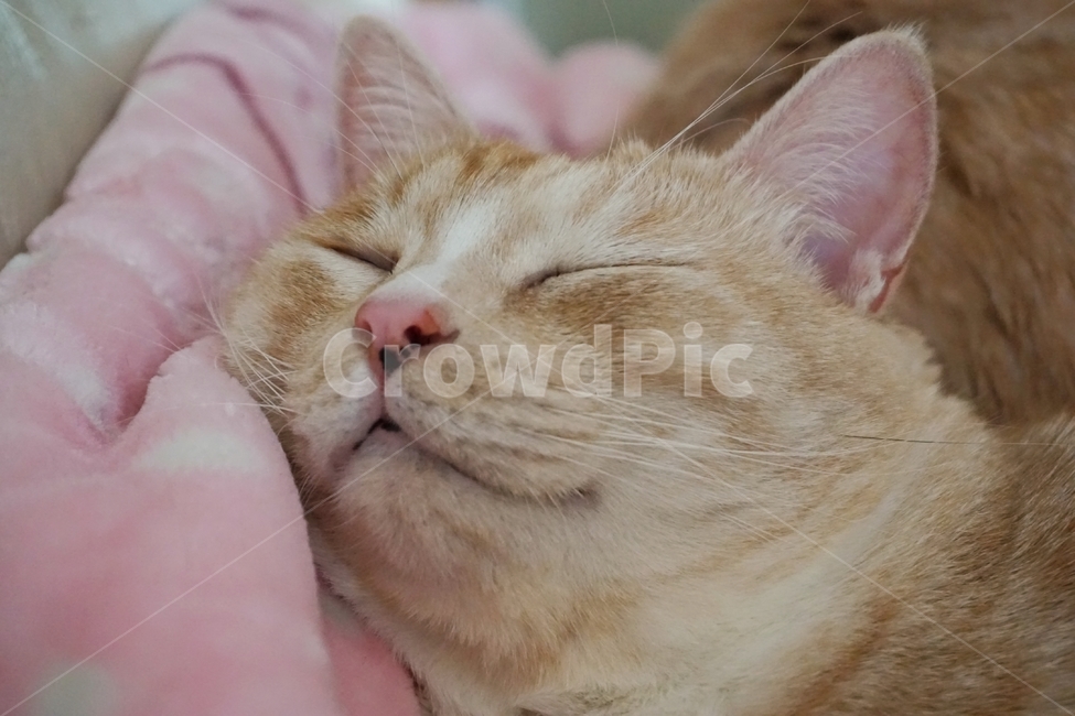 동물,고양이,냐옹이,코리안숏헤어,코숏,동물,animal,포유류,mammal,고양이,cat,kitten,kitty