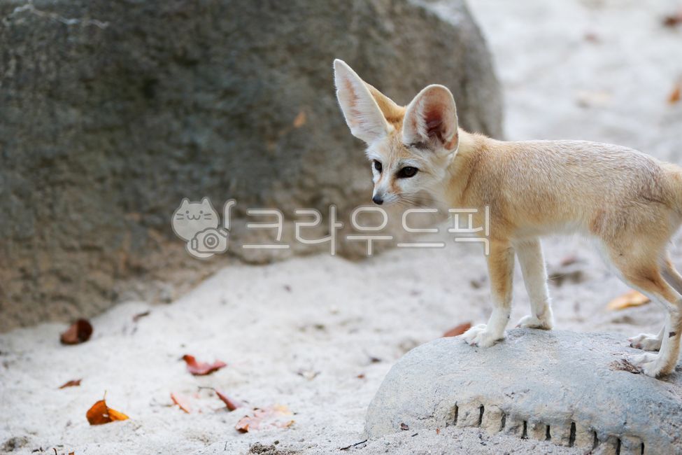 동물,사막여우,animal,여우,fox,포유류