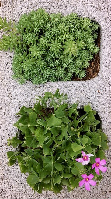 감성,자연,다육이,분홍꽃,벽돌화분,식물,자연,plants,nature