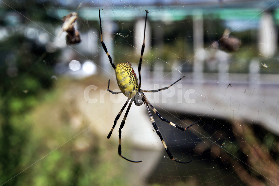 호랑거미,거미,절지동물,argiopeamoena,거미줄,담록색,동물,animal,곤충,벌레,insect,bug