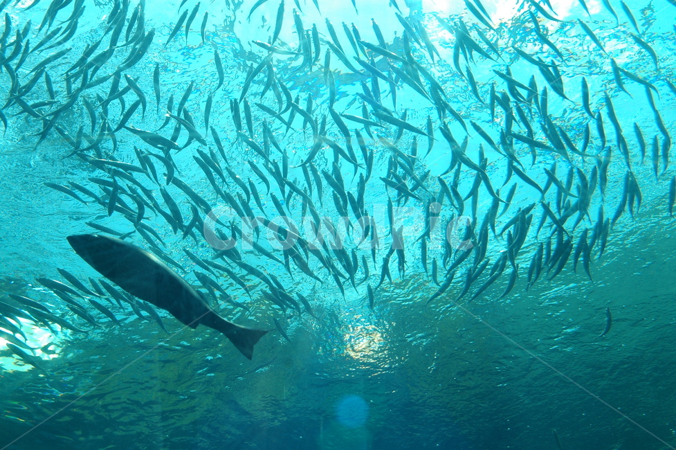 aquarium,수족관,어류,바다,물고기떼,유영,자유로움,여유,동물,animal,어류,물고기,fish