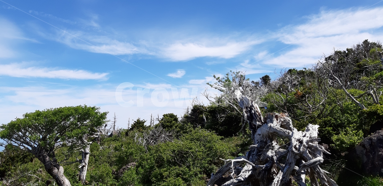 제주도,한라산,영실코스,고사목,구상나무