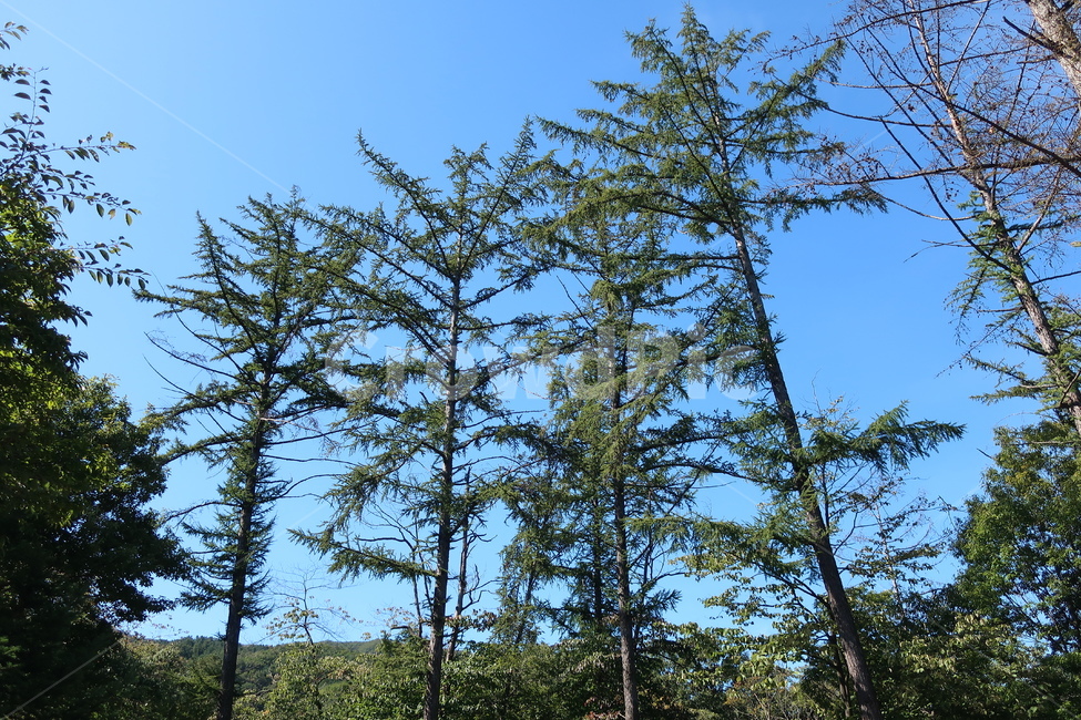 tree,나무,plant,식물,abies,전나무,fir,식물,자연,plants,nature,나무,trees,wood