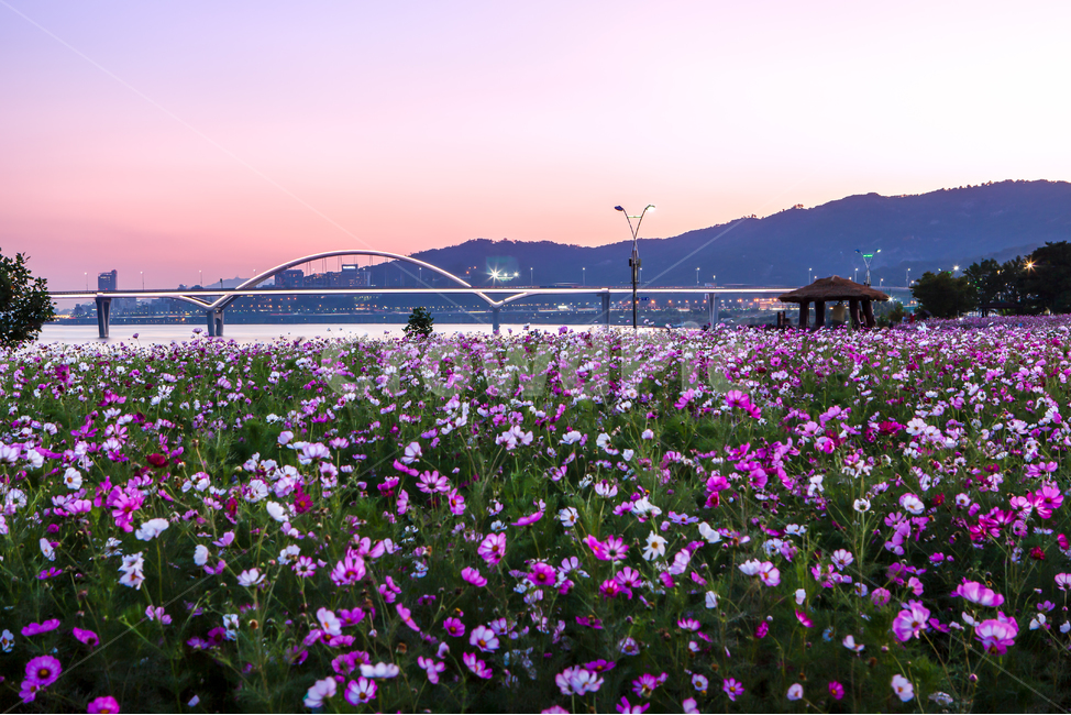 한강,한강변,한강다리,교량,교각,대교,한강대교,다리,bridge,저녁놀,저녁노을,야경,코스모스,코스모스밭,꽃동산,공원,한강공원,저녁,가을,군락지,군락,가을전령사,화초,꽃밭,꽃봉오리,배경,백그라운드,플라워,야간,풍경,조명,불빛,flower,꽃,plant,식물,blossom,petal,꽃잎,cosmos,식물,자연,plants,nature,꽃,flower