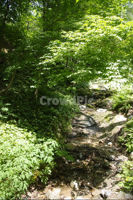 초록,나무,잎,식물,plant,계절,봄,spring,계곡,자연,풍경,nature,landscape,ground,바닥