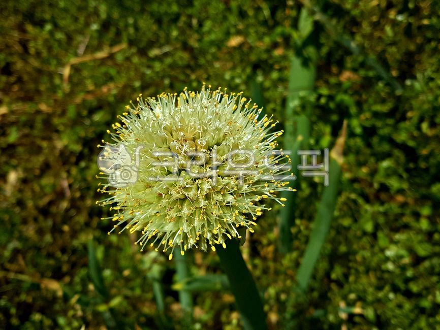 대파꽃,파꽃,파,꽃,식물,plant,flower