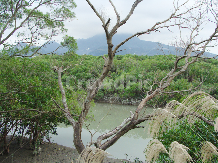 맹그로브,억새,나무,갈대,맹그로브숲,nature,자연,land,땅,scenery,outdoors,water,물,beautiful,sky,풍경,배경,숲,landscape,background,forest,mangrove,reed,silvergrass,swamp,늪