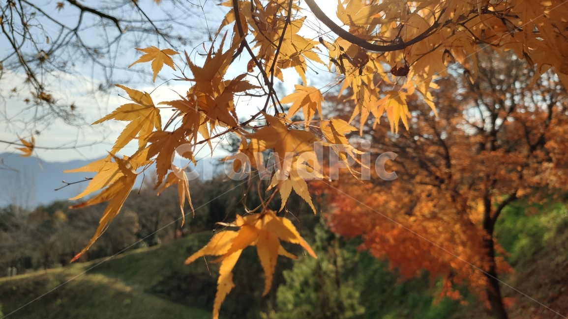 plant,식물,leaf,잎,tree,나무,maple,단풍,단풍잎,가을,가을단풍,가을,계절,fall,autumn,season
