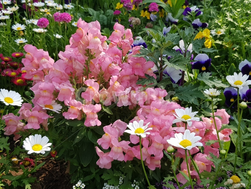 분홍꽃,식물,flower,꽃,plant