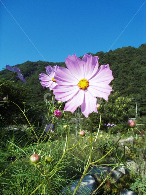 코스모스,꽃,가을,flower,식물,식물,자연,plants,nature,꽃,flower