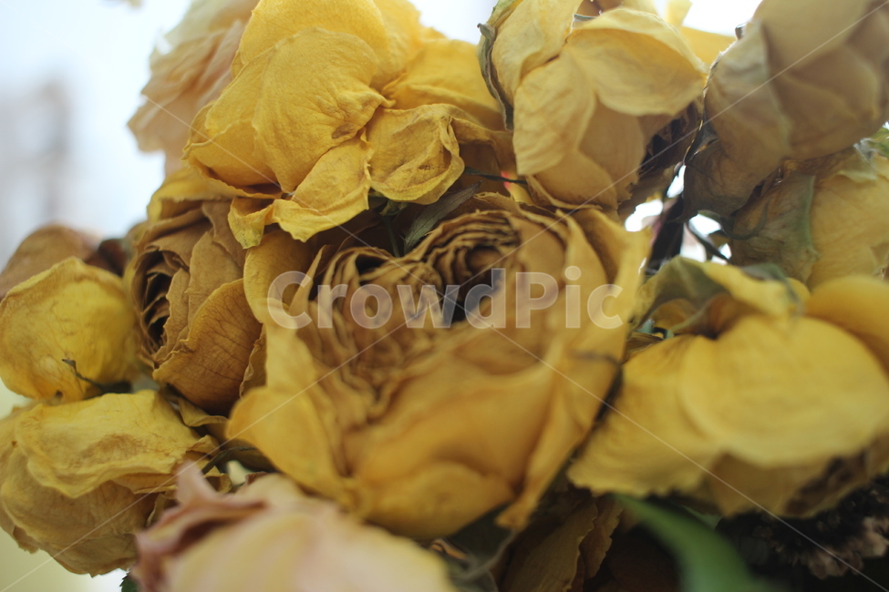plant,식물,꽃,드라이플라워,장미,rose,flower,꽃다발,노란장미,yellowrose