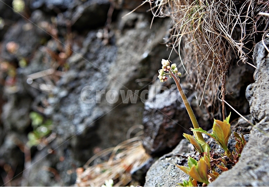 식물,돌,배경,자연,계절,자연,풍경,nature,landscape,식물,plants,꽃,flower,plant