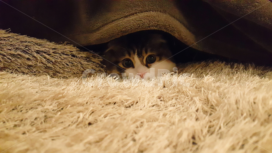 고양이,반려동물,포유류,귀여움,브라운,카펫,cat,kitten,kitty,애교,cute,mammal,brown,갈색,동물,반려묘,animal,pet,동물,animal,포유류,mammal,고양이,cat,kitten,kitty