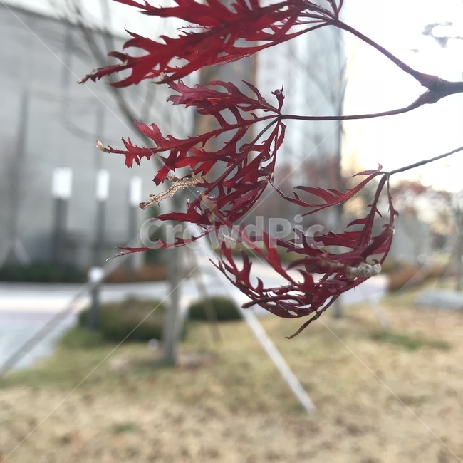 가을,나뭇잎,물든,빨강,아웃포커싱,가을,계절,fall,autumn,season,식물,자연,plants,nature