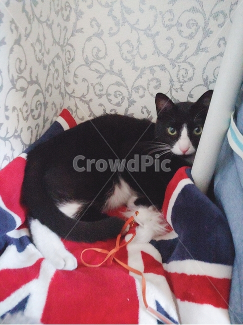 고양이,턱시도고양이,코리안숏헤어,애완동물,검은고양이