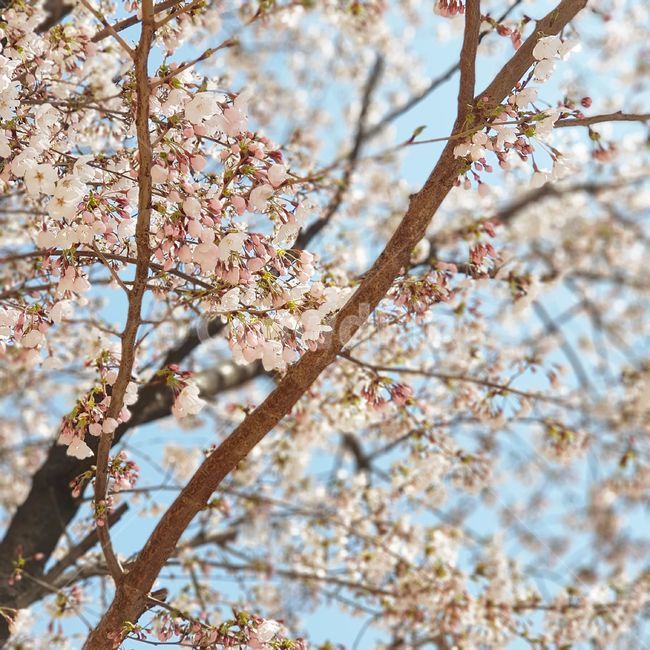 벚꽃,봄,꽃,벚나무,벚꽃나무,식물,꽃나무,감성,풍경,자연,flower,cherryblossom,plant,tree,pink,sky,healing,nature,spring,sensible분홍,분홍색,개화,봄꽃,만개,만발,벚꽃축제,3월,따뜻한,하늘