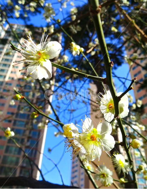 꽃,봄,매화,식물,자연,입춘,spring,flower,nature,season,계절,식물,자연,plants,nature,꽃,flower