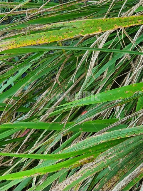 풀,우렁이,자연,우렁이알,grass,nature,riversnail