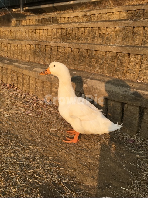 오리,duck,animal,동물,자연
