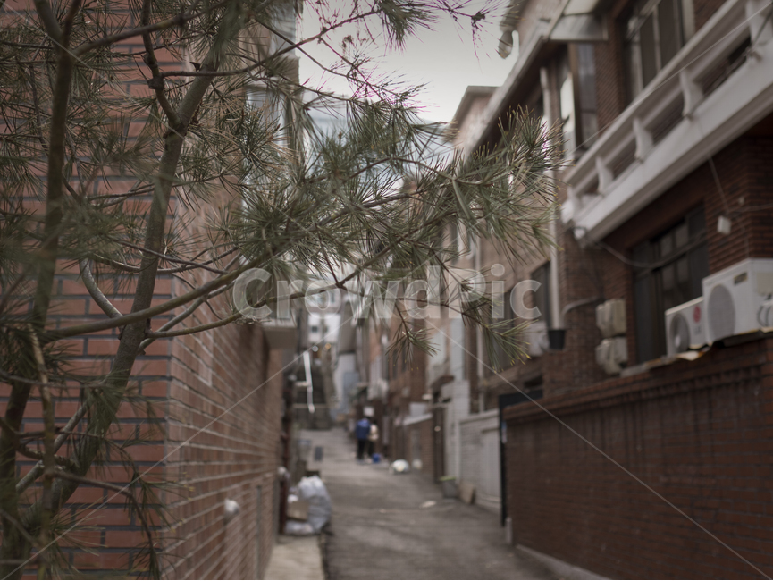 감성,일상,골목길,커플,주택가,골목길,alley,감성,sensible,feeling,plant,식물,tree,나무