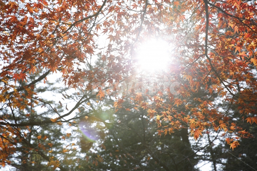가을,낙엽,가을사진,단풍,은행,하늘,풍경,풍경사진,감성사진,감성,landscape,단풍놀이,출사,가을,계절,fall,autumn,season,식물,자연,plants,nature,휴식,힐링,rest,relaxation,healing,light,빛,flare,플레어,sunlight,햇빛