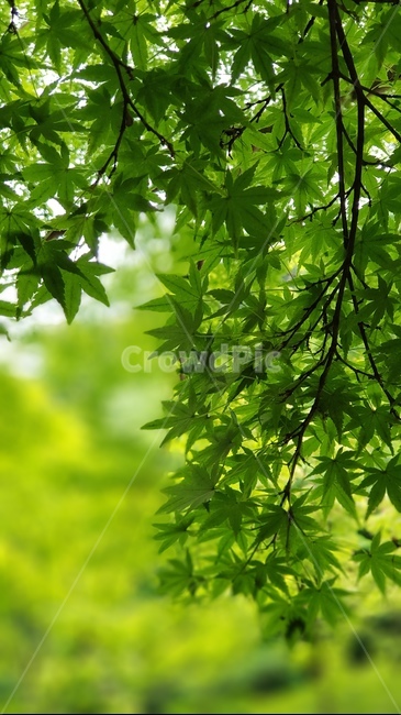 단풍,나무,접사,근접,초록,잎,식물,자연,plants,nature