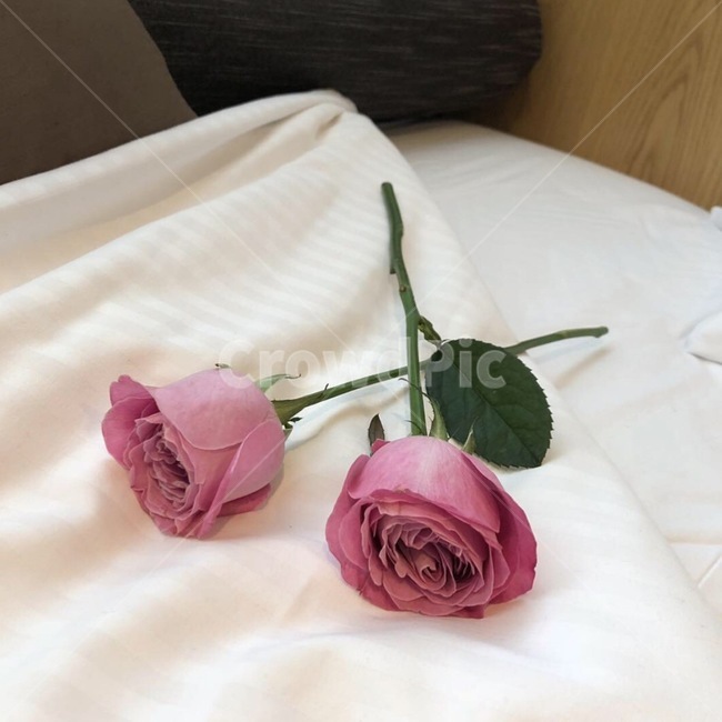 장미,로맨틱,사랑,편안한,휴식,꽃,flower